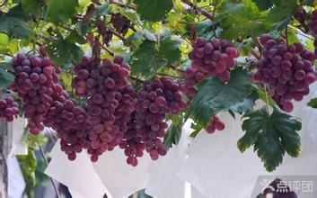葡萄种植 葡萄种植