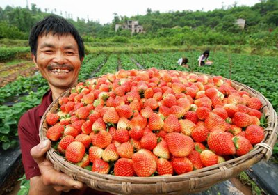 草莓水溶肥好处 草莓水溶肥好处
