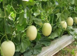 甜瓜水溶肥好处 甜瓜水溶肥好处