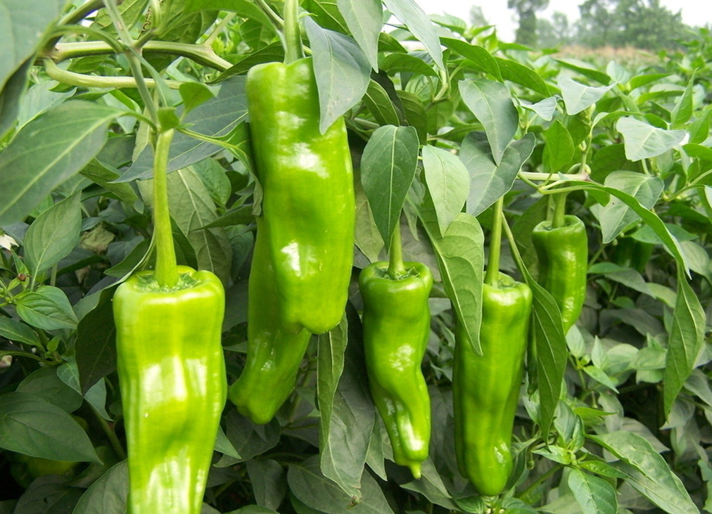 辣椒水溶肥效果 辣椒水溶肥效果