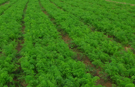 胡萝卜腐殖酸水溶肥作用 胡萝卜腐殖酸水溶肥作用