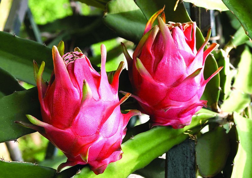 火龙果水溶肥作用 火龙果水溶肥作用