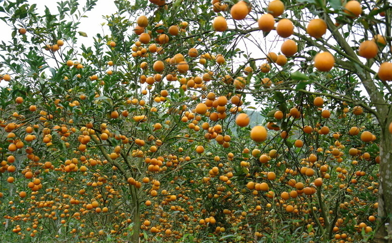 橙子水溶肥好处 橙子水溶肥好处