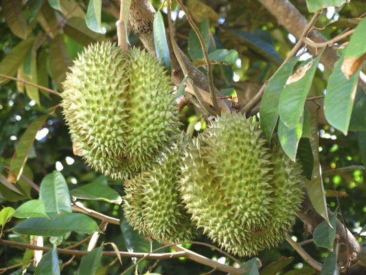 榴莲水溶肥好处 榴莲水溶肥好处