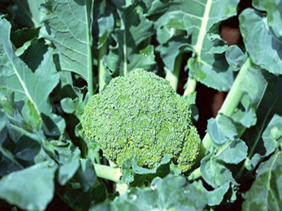 Î÷À¼°±»ùËáË®ÈÜ·Ê×÷Óà Î÷À¼°±»ùËáË®ÈÜ·Ê×÷ÓÃ