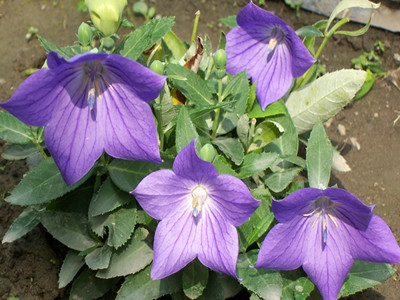 桔梗水溶肥作用 桔梗水溶肥作用