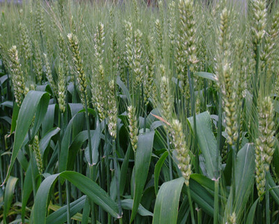 小麦水溶肥作用 小麦水溶肥作用