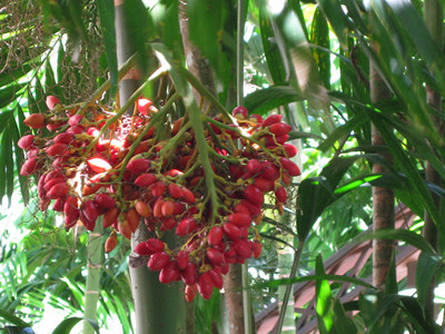 槟榔水溶肥好处 槟榔水溶肥好处