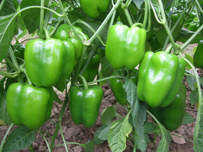 辣椒水溶肥好处 辣椒水溶肥好处