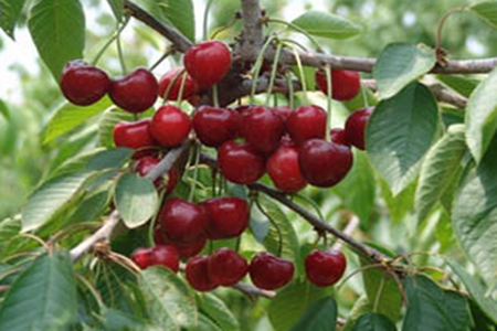 ӣʩʼ