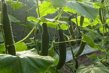 黄瓜苗期用肥 黄瓜苗期用肥