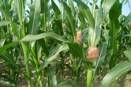 秋茬玉米施肥方法 秋茬玉米施肥方法