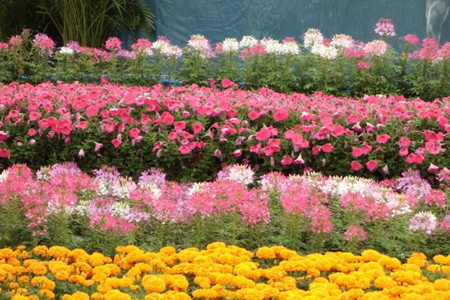 花卉春季施肥技巧 花卉春季施肥技巧