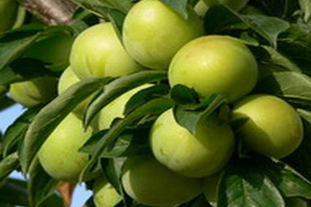 李子树高产施肥 李子树高产施肥