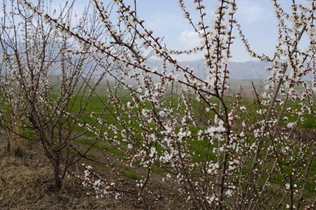 杏树开花施肥方法 杏树开花施肥方法