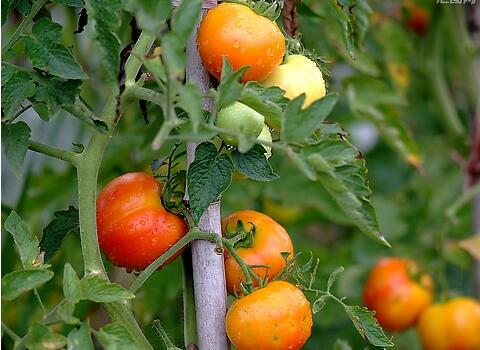 西红柿膨果施肥 西红柿膨果施肥