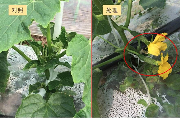 黄瓜水溶肥使用效果对比 黄瓜水溶肥使用效果对比