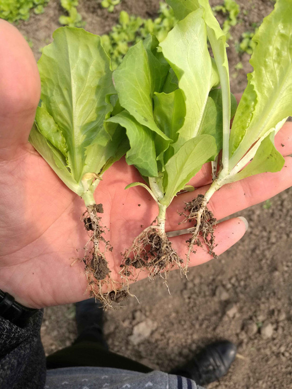 摩力施在生菜上的使用效果 摩力施在生菜上的使用效果