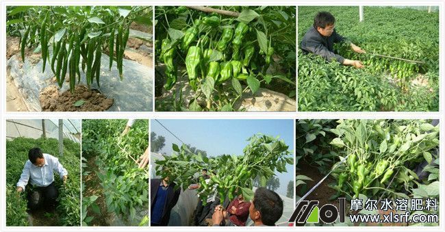 辣椒施用水溶肥效果 辣椒施用水溶肥效果