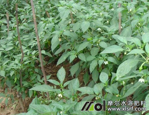 种辣椒水溶肥选择 种辣椒水溶肥选择