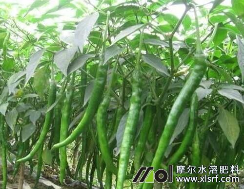 辣椒追施水溶肥效果 辣椒追施水溶肥效果