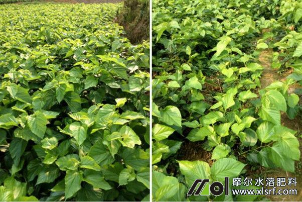 摩尔水溶肥效果对比 摩尔水溶肥效果对比