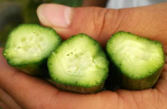 黄瓜施用其他肥料效果 黄瓜施用其他肥料效果