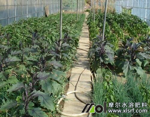 水溶肥和液体肥区别 水溶肥和液体肥区别