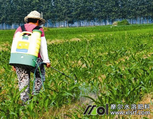 水溶肥和液体肥区别 水溶肥和液体肥区别