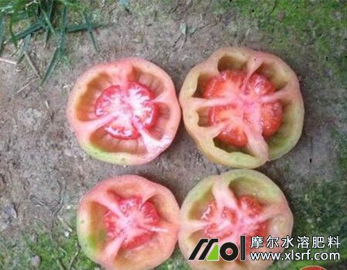 如何预防番茄空心 如何预防番茄空心