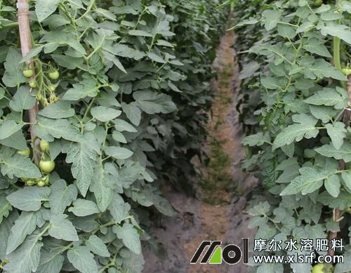 如何预防番茄空心 如何预防番茄空心