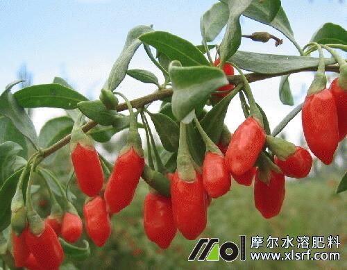 对枸杞树用什么肥料比较好 对枸杞树用什么肥料比较好