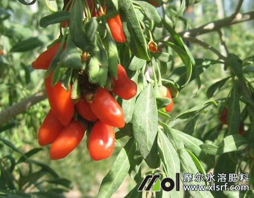 对枸杞树用什么肥料比较好 对枸杞树用什么肥料比较好