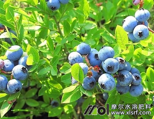 蓝莓水溶肥好处及使用方法 蓝莓水溶肥好处及使用方法