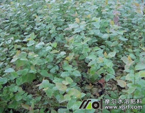 蓝莓水溶肥好处及使用方法 蓝莓水溶肥好处及使用方法