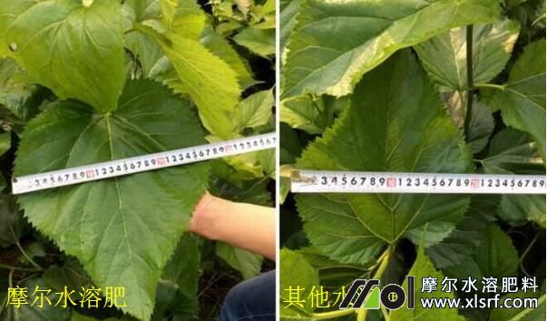 水溶肥使用对比 水溶肥使用对比