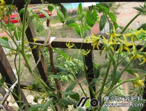 番茄开花结果期施肥 番茄开花结果期施肥