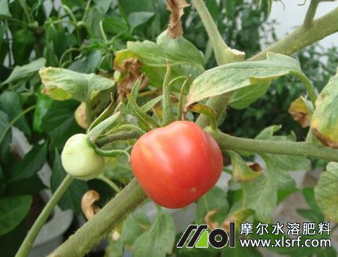 番茄施肥多膨果转慢色原因 番茄施肥多膨果转慢色原因