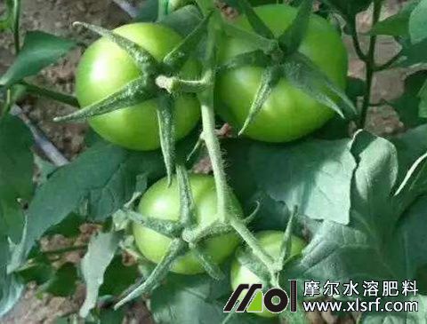 番茄结果施肥 番茄结果施肥