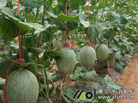 哈密瓜桶装肥选择 哈密瓜桶装肥选择