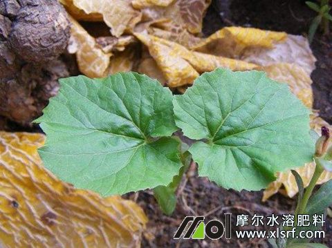 哈密瓜需肥特点 哈密瓜需肥特点