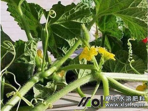 哈密瓜需肥特点 哈密瓜需肥特点