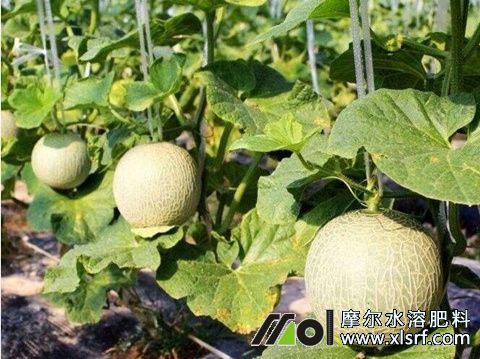 哈密瓜桶装肥选择 哈密瓜桶装肥选择