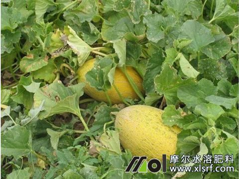 哈密瓜桶装肥用法 哈密瓜桶装肥用法