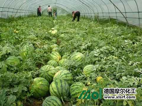 西瓜施肥技术 西瓜施肥技术