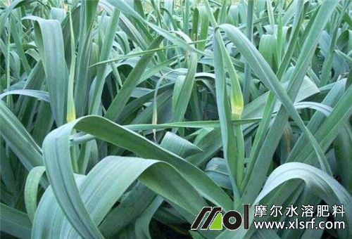 大蒜施返青肥 大蒜施返青肥