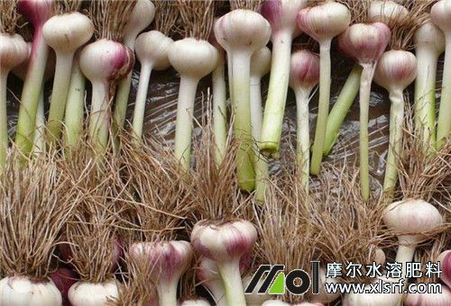 春季大蒜追肥方法 春季大蒜追肥方法