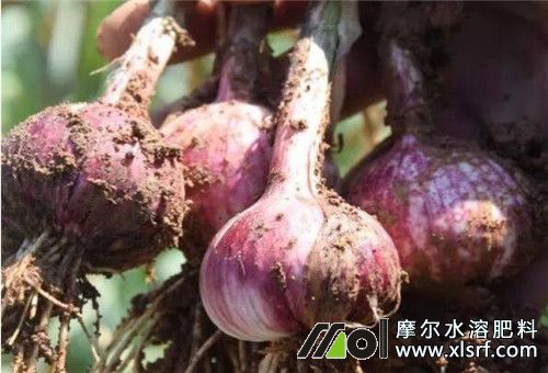大蒜成熟期追肥 大蒜成熟期追肥