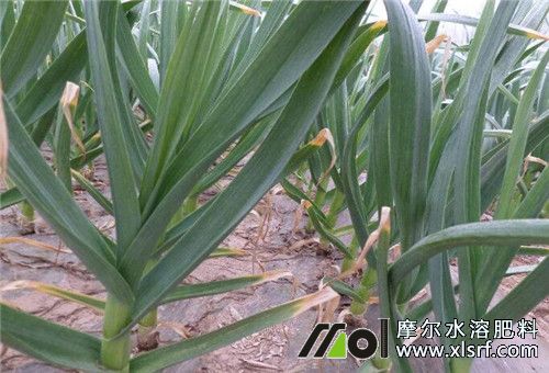 大蒜施膨大肥 大蒜施膨大肥