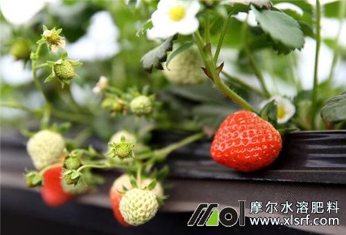 草莓长势不好施肥 草莓长势不好施肥